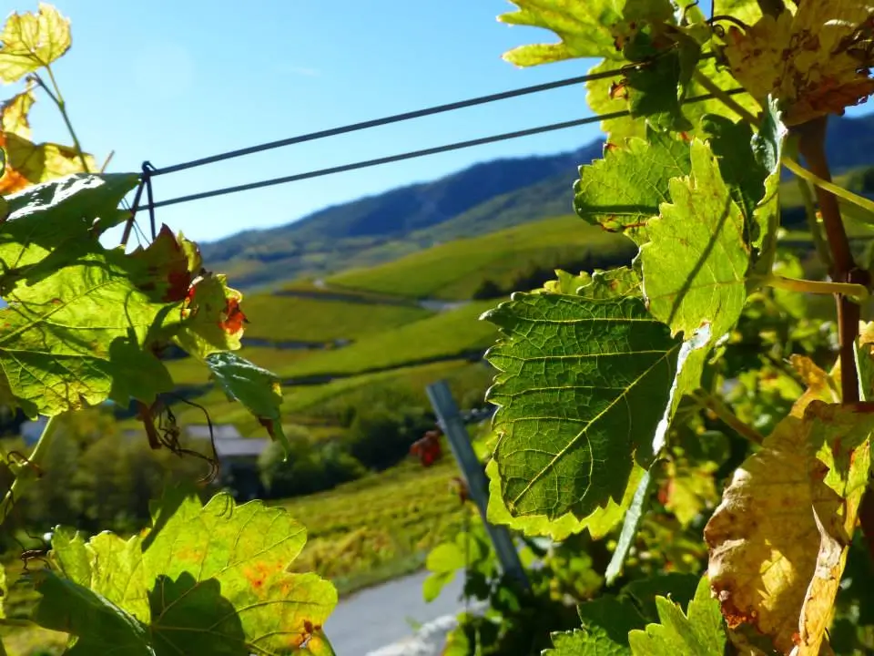 La vie de la vigne au gré des saisons